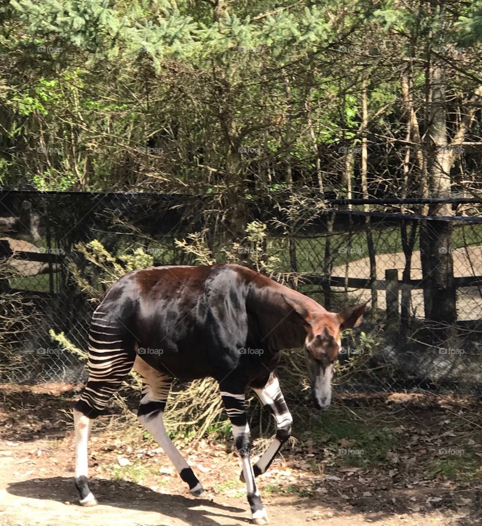 African Okapi