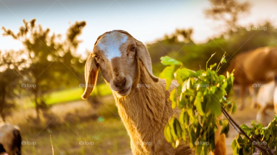 Portrait of goat on field