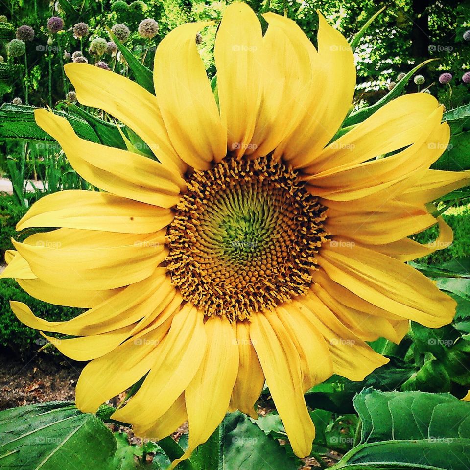 Sunflower. Botanical garden, Madrid, Spain