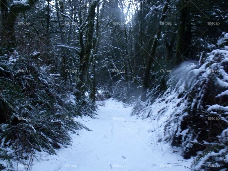 Trail to Narnia