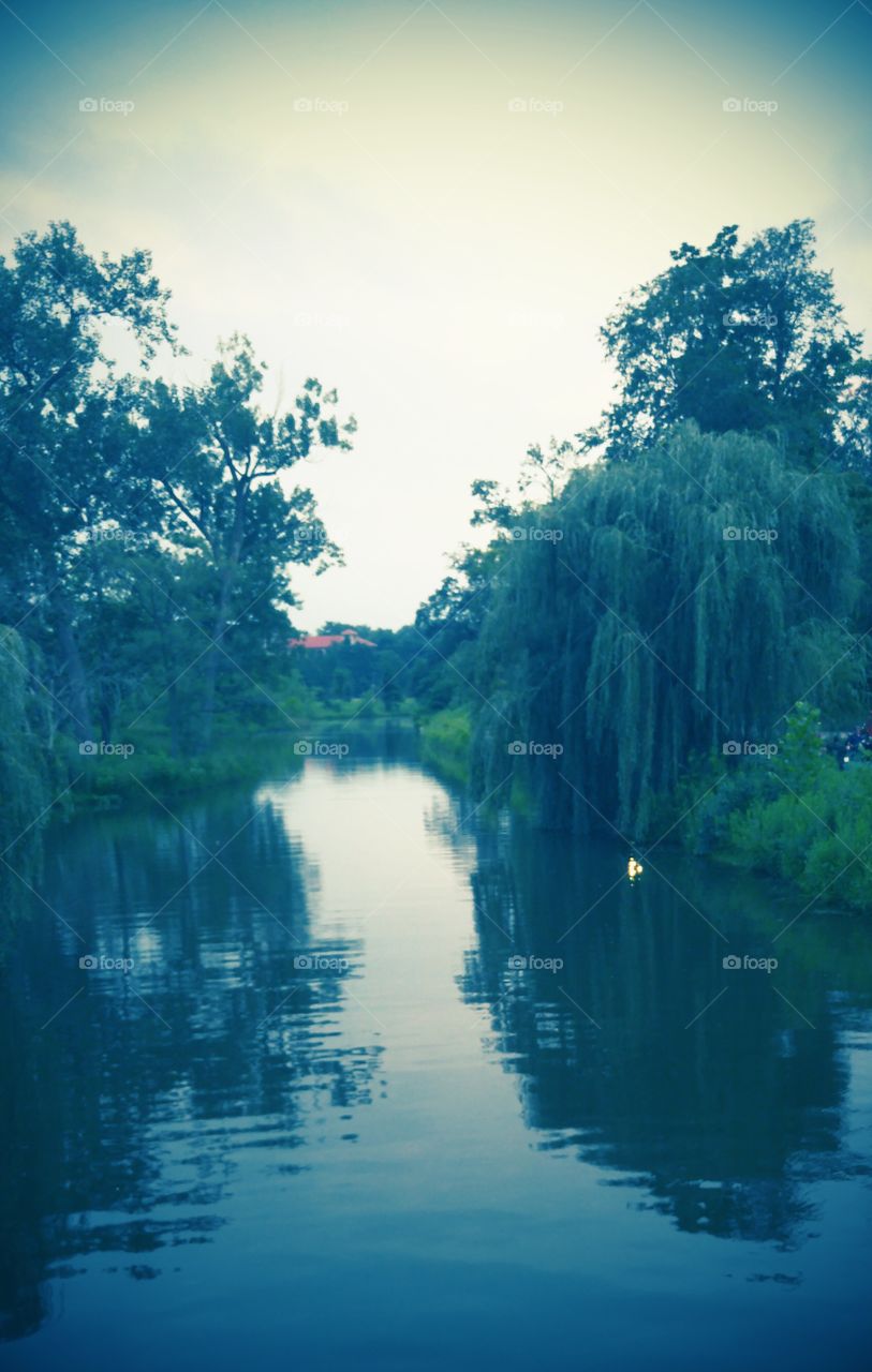 A Willow Weeping