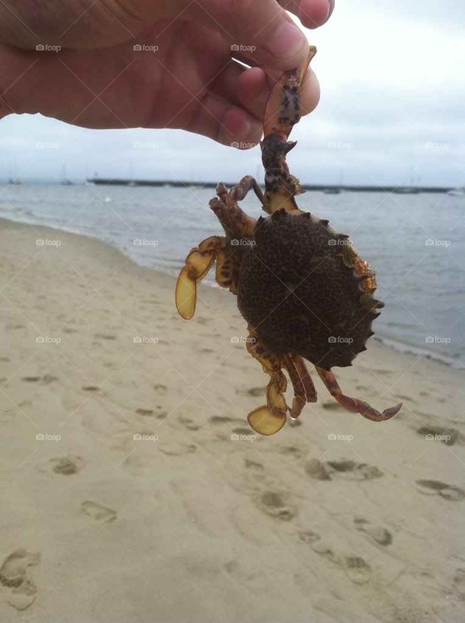 dead crab