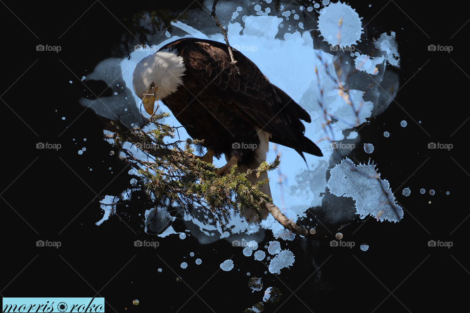 eagle edit