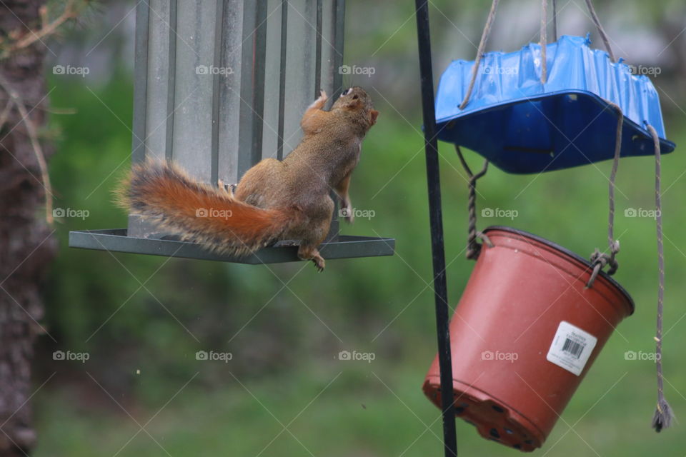 Red squirrel on the bird feeder