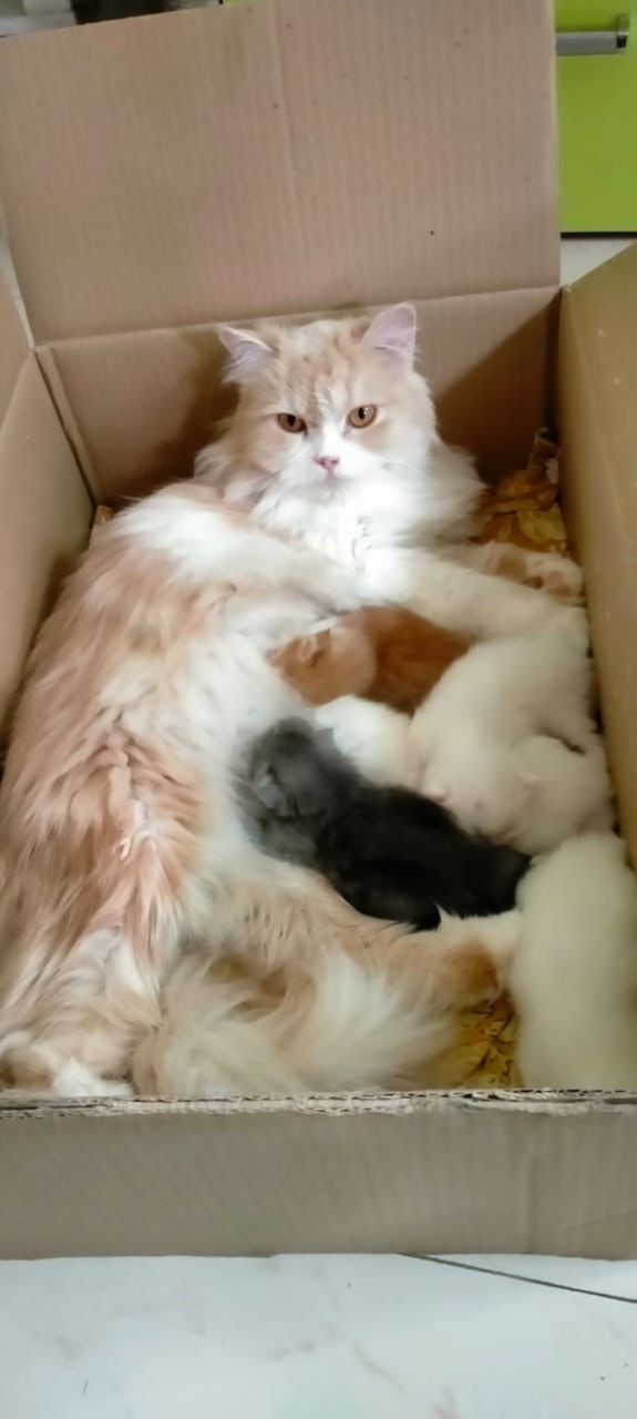 Pets life, Cat lovers, life with Pets