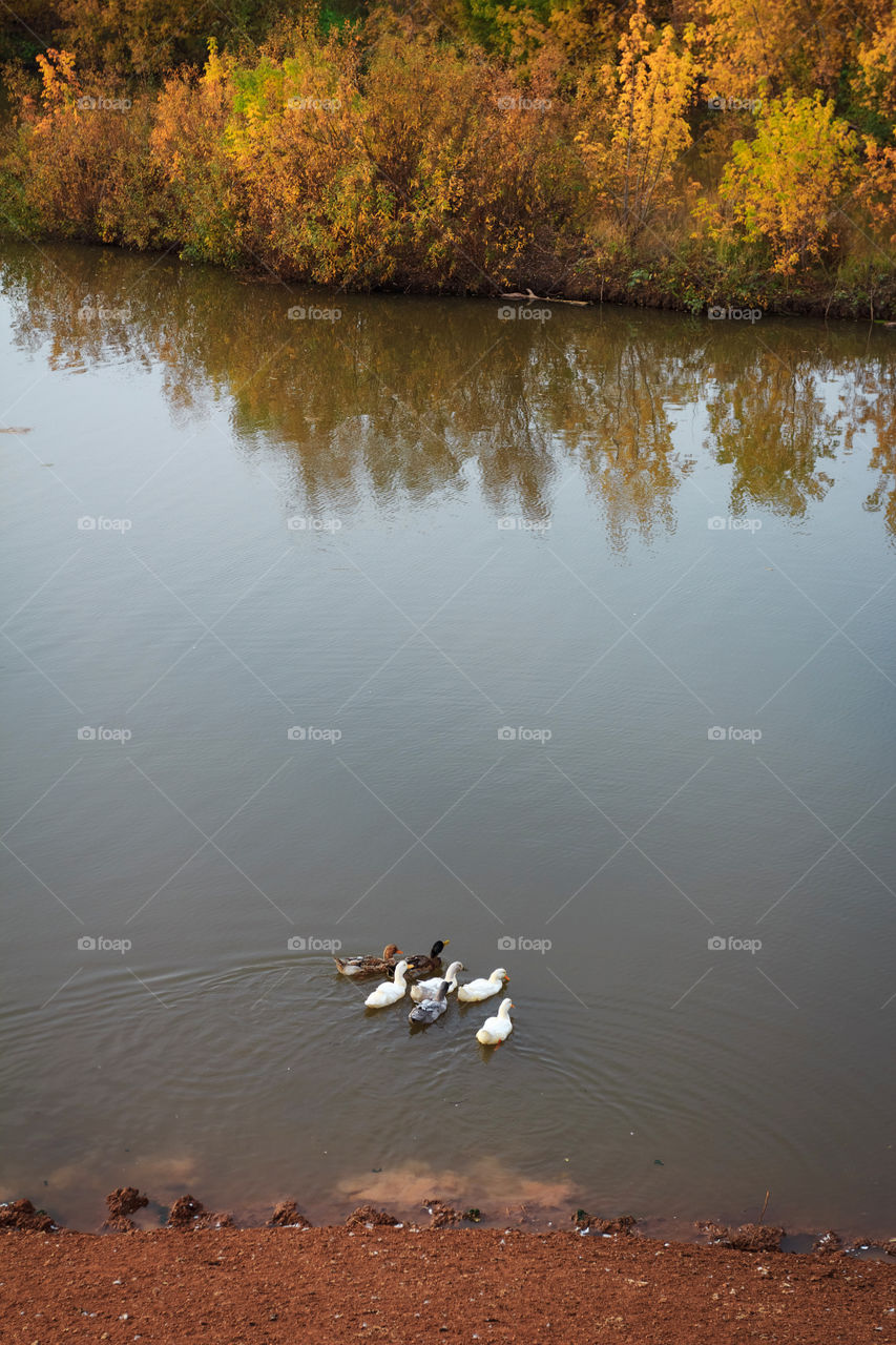 Country landscape with the ducks