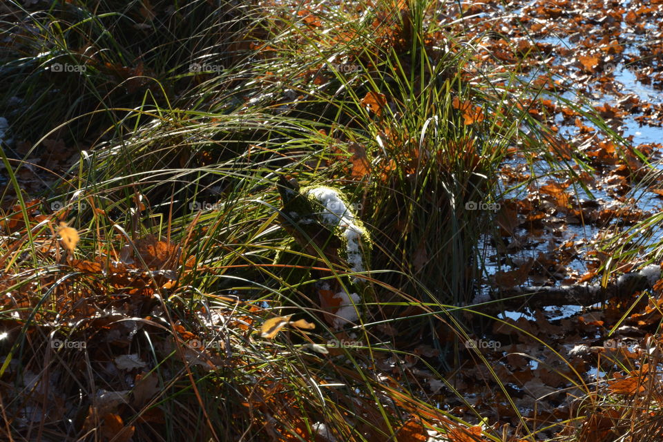 Winter in Skåne, Sweden