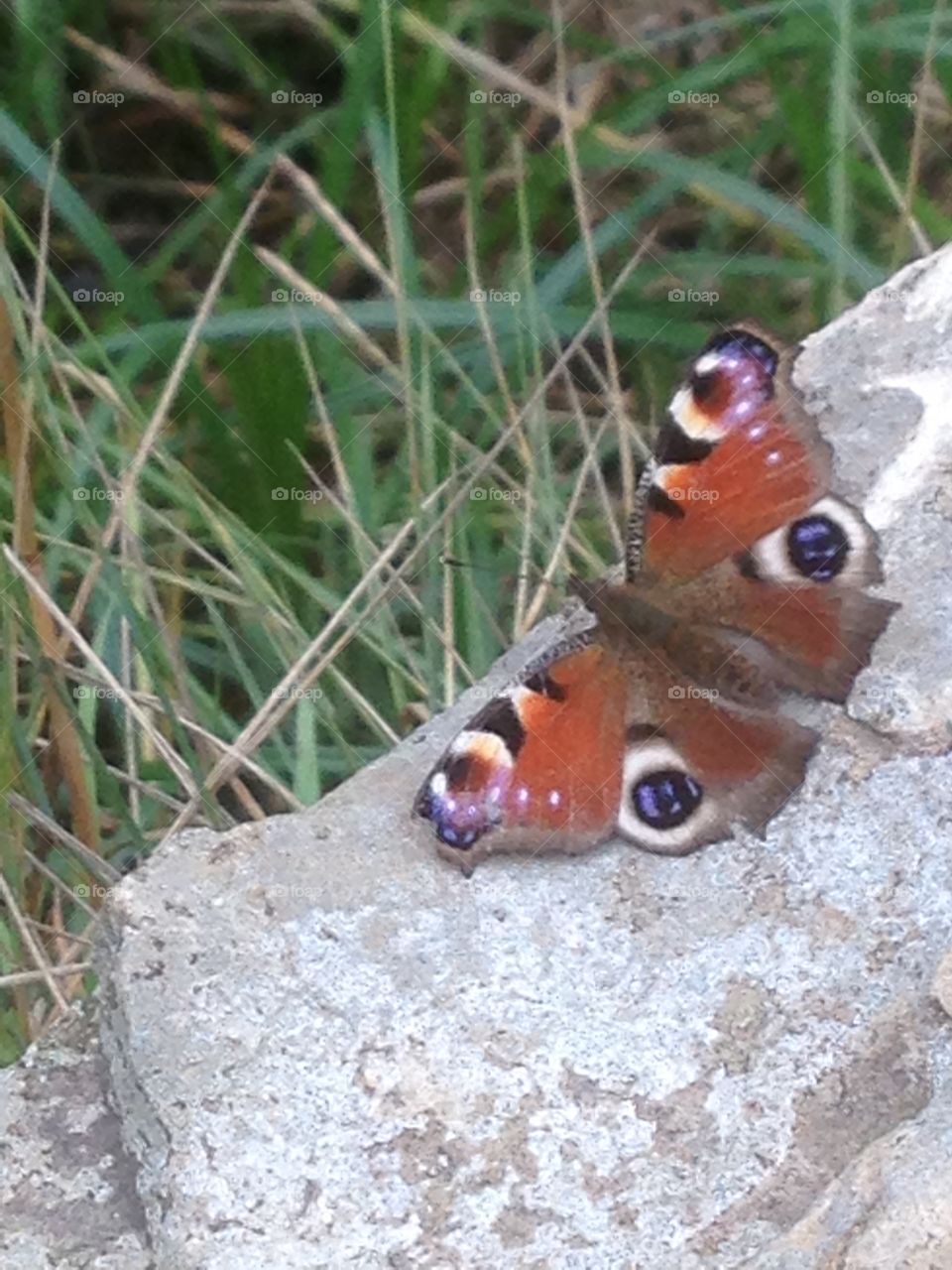 Peacock butterfly