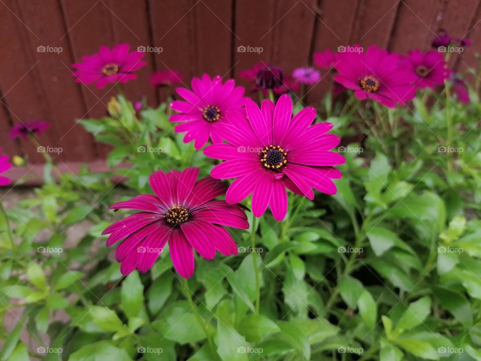 Beautifull flowers