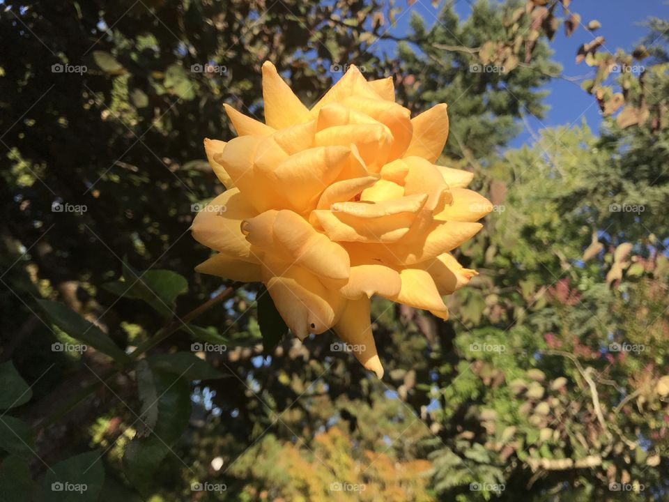 Beautiful yellow rose blooming in my garden. 