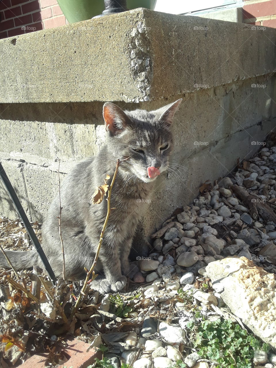 Senior Gray Tabby Cat Licking