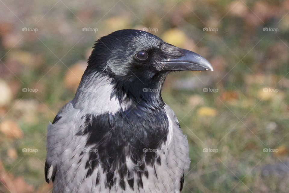 Crow bird close-up - kråka närbild
