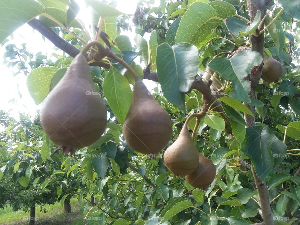 Pears in two Pairs