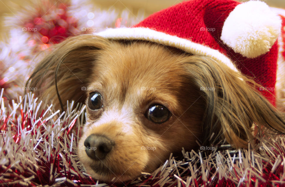 dog in a Christmas hat