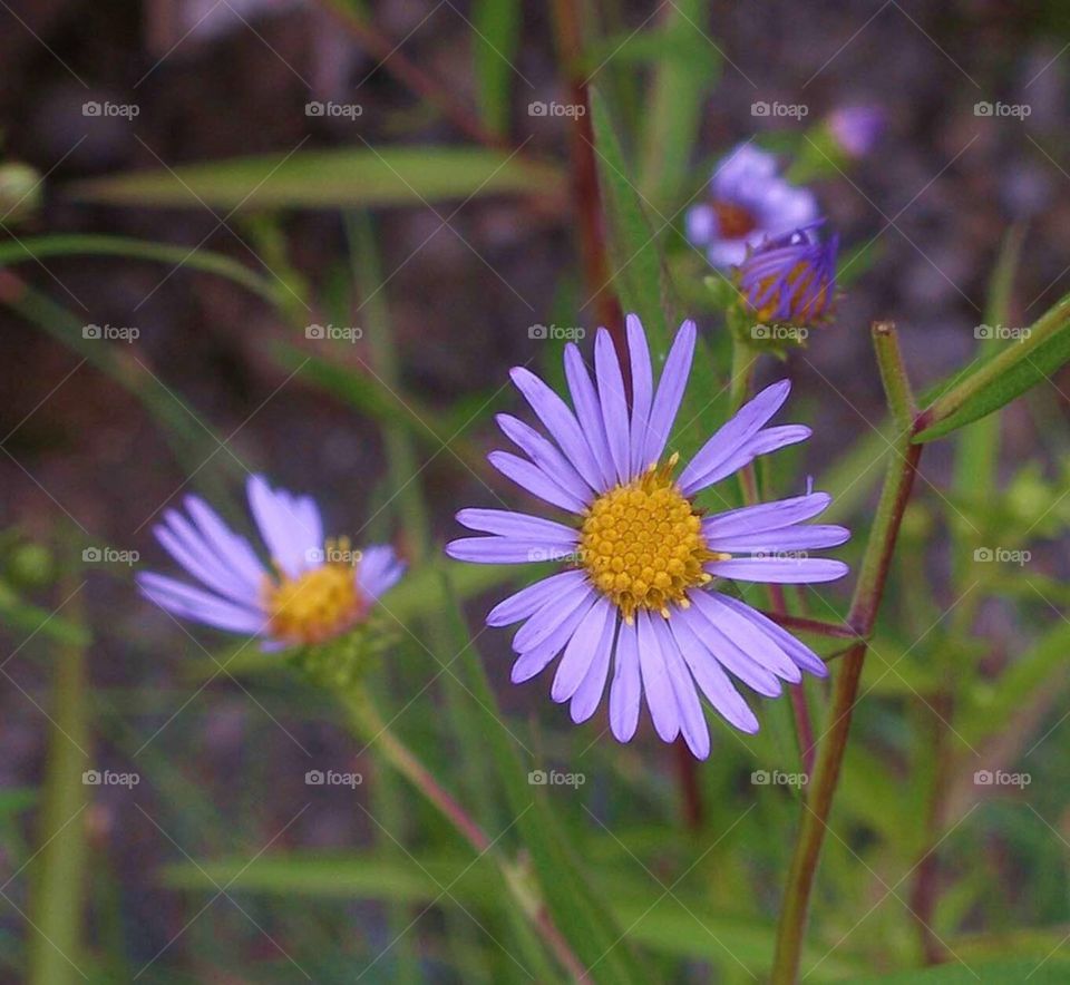 Perfect Imperfection