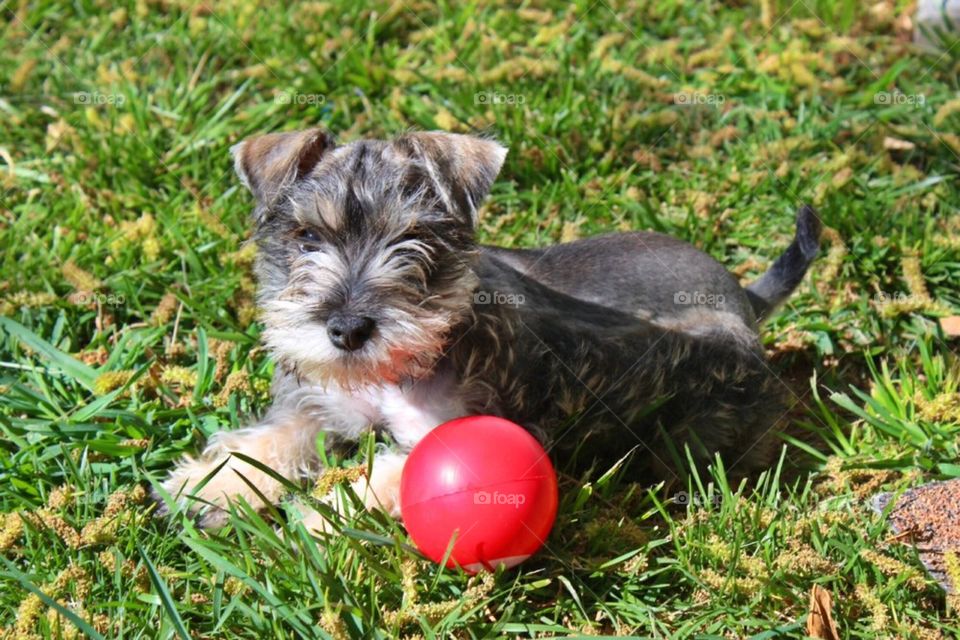 Miniature Schnauzer 