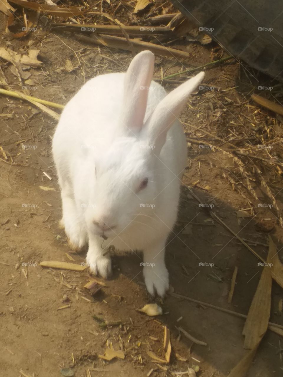 my beautifull Rabbit so awesome picture..