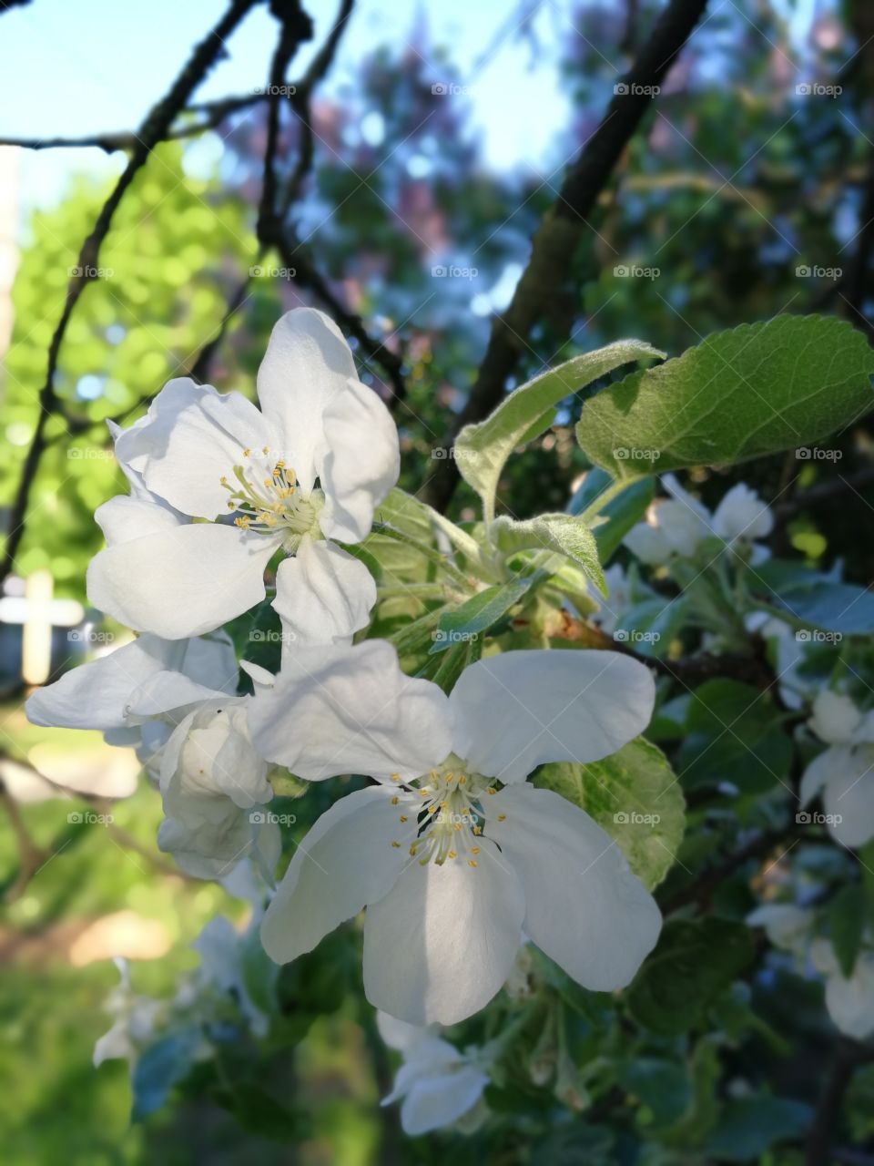 Apple tree trees bloom green leaves spring krone