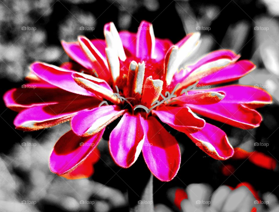 Flower with black and white background