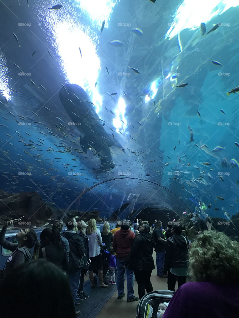 Atlanta Aquarium 