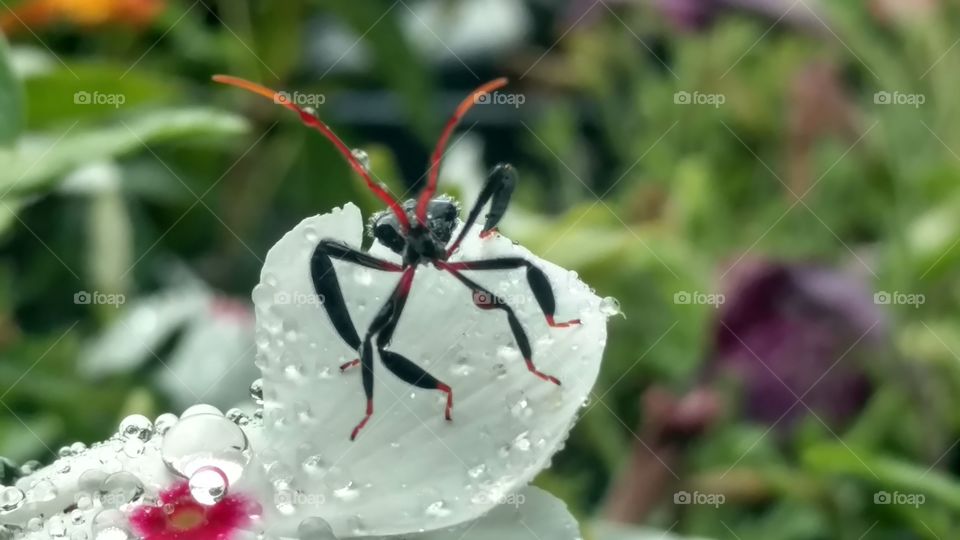 Nature, No Person, Outdoors, Summer, Flower