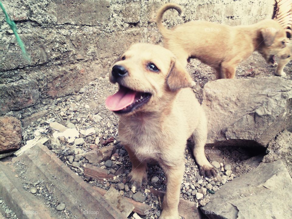 funny laughing puppy