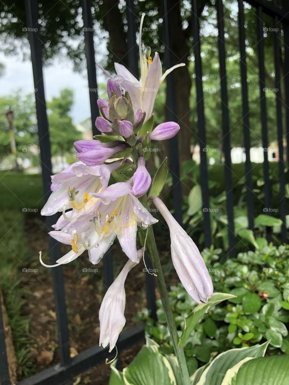 Hosta flower blooming ear.y summer evening beautiful neighbor landscaping plants shade