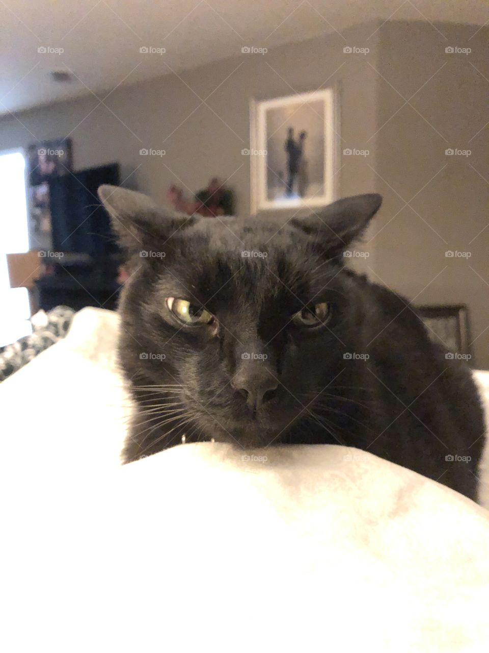 A very sleep black cat, ready for bedtime