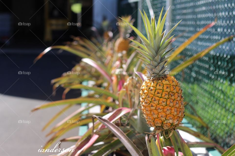 Pineapple growing in Maui