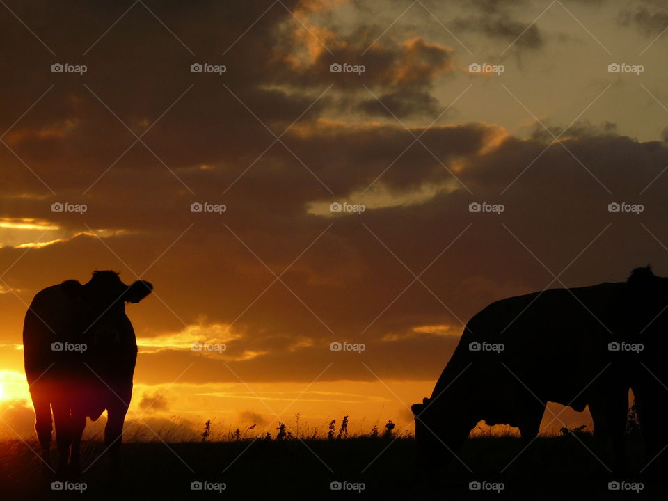 Sunset On A Hill With Cow Silouettes