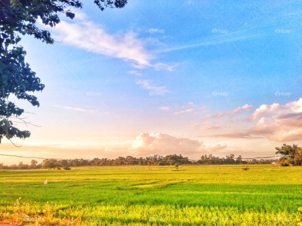 Photo was taken while riding on a tricycle . This rice field is found in Echague, Isabela, Philippines where rice is the main commodity in the place.