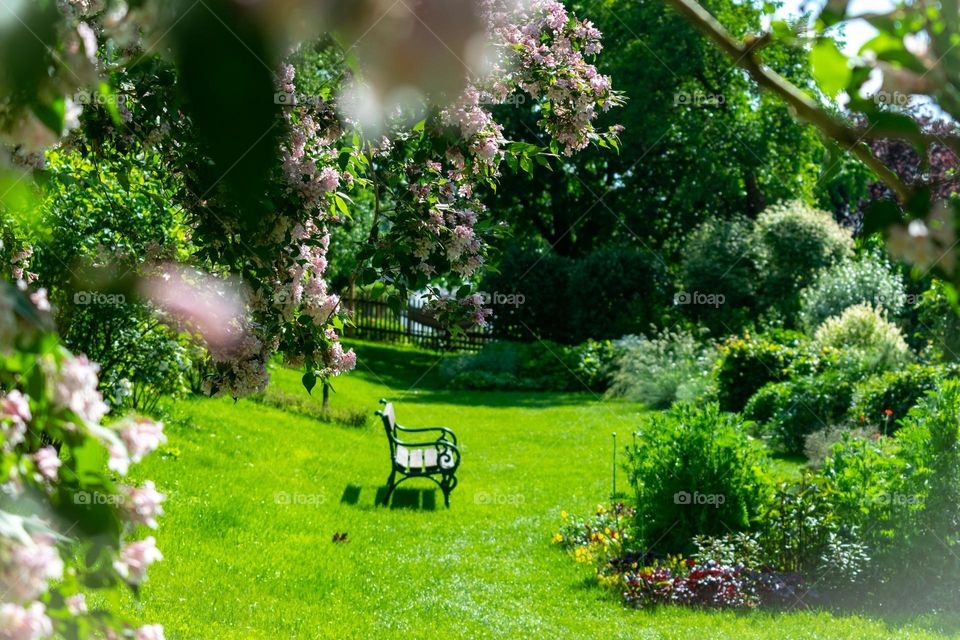 Bench in the park standing among blooming trees