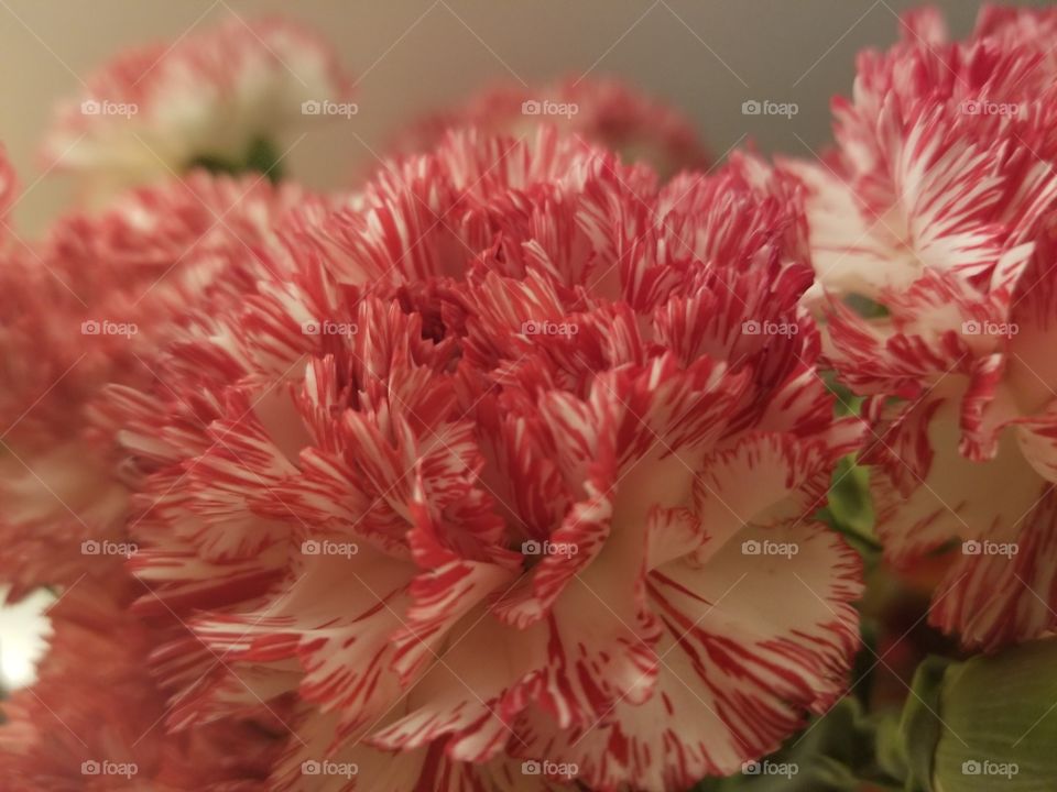 Flower, Nature, Flora, No Person, Floral