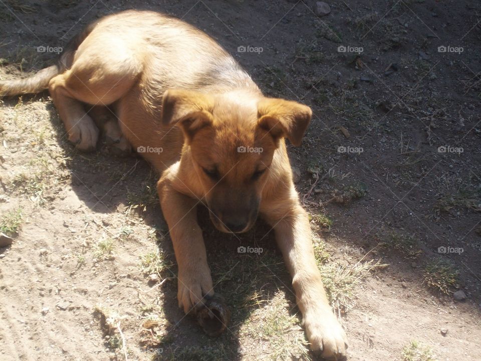 Puppy in the garden with his bone,dog,garden,bone,playing,pest,afecction,mascot,rest,puppy