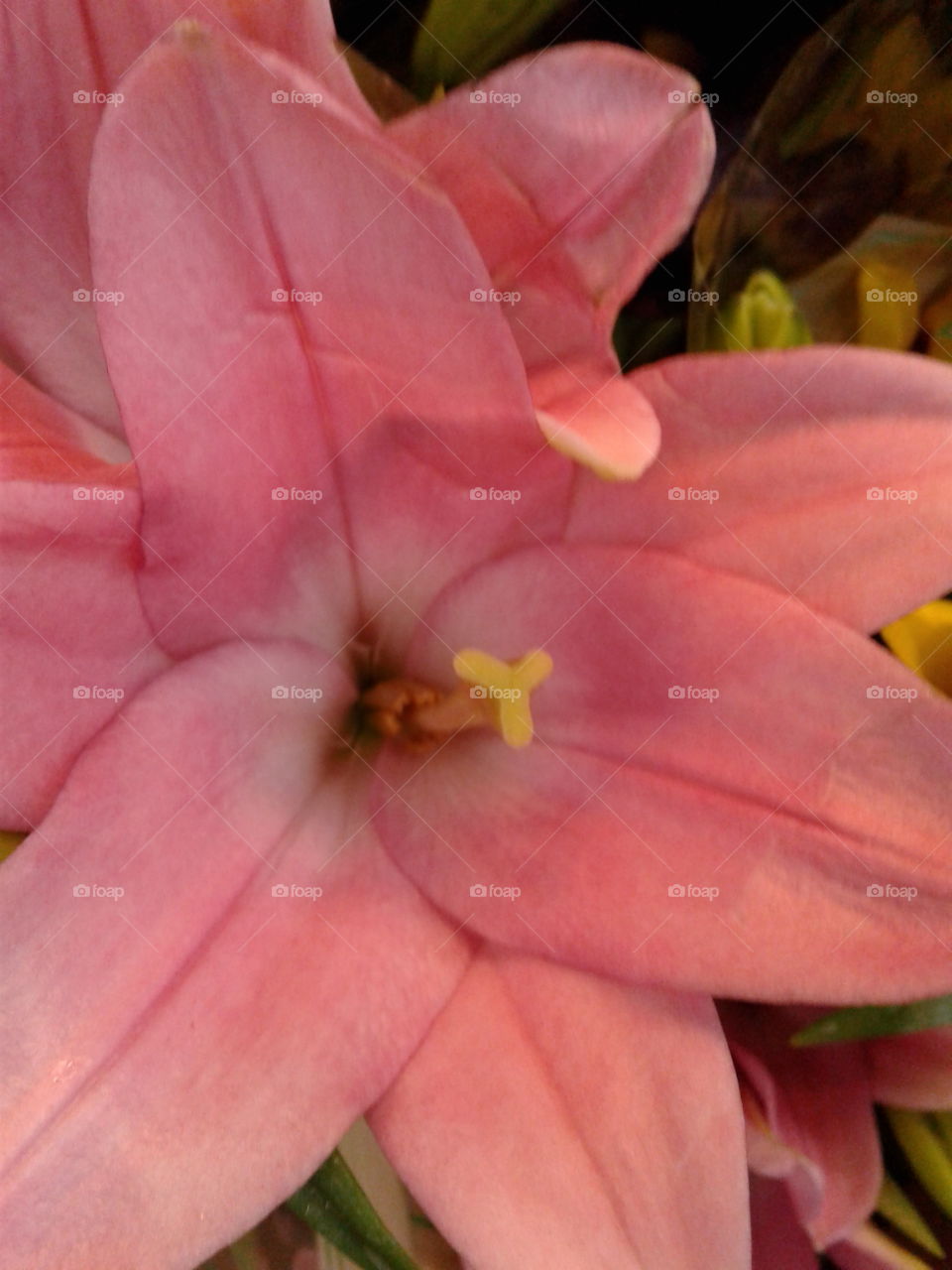 Lily pink inside