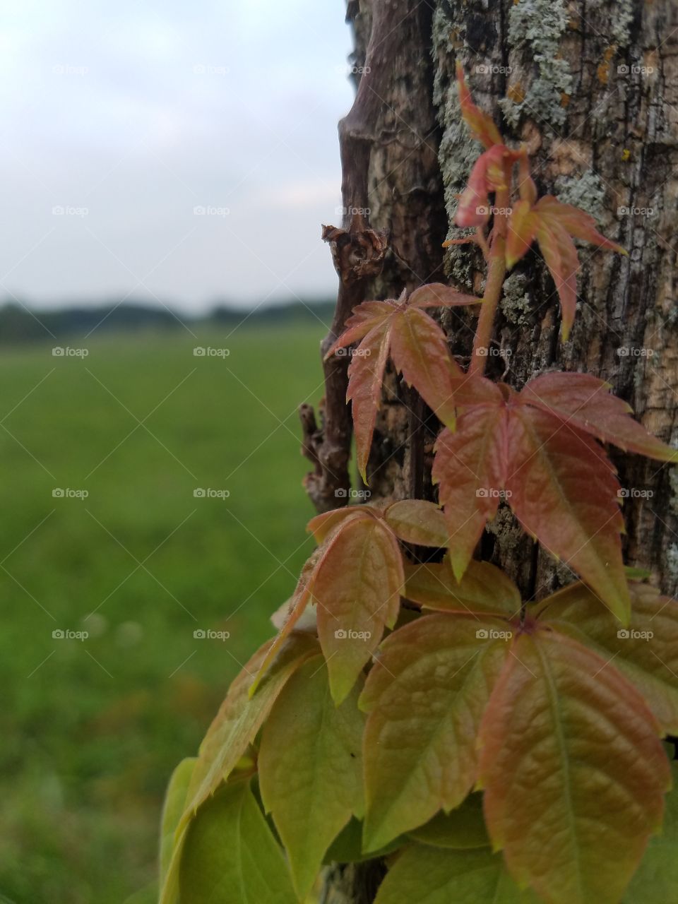 Leaf, Nature, No Person, Tree, Outdoors