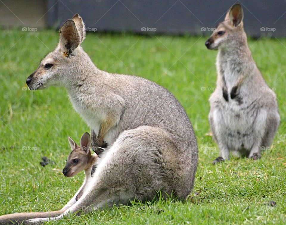 Kangaroo and joey 