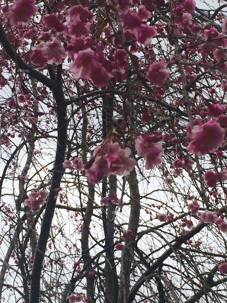 May Flowers. Photo of my favorite tree that only blooms flowers in early spring then is green the rest of the summer.