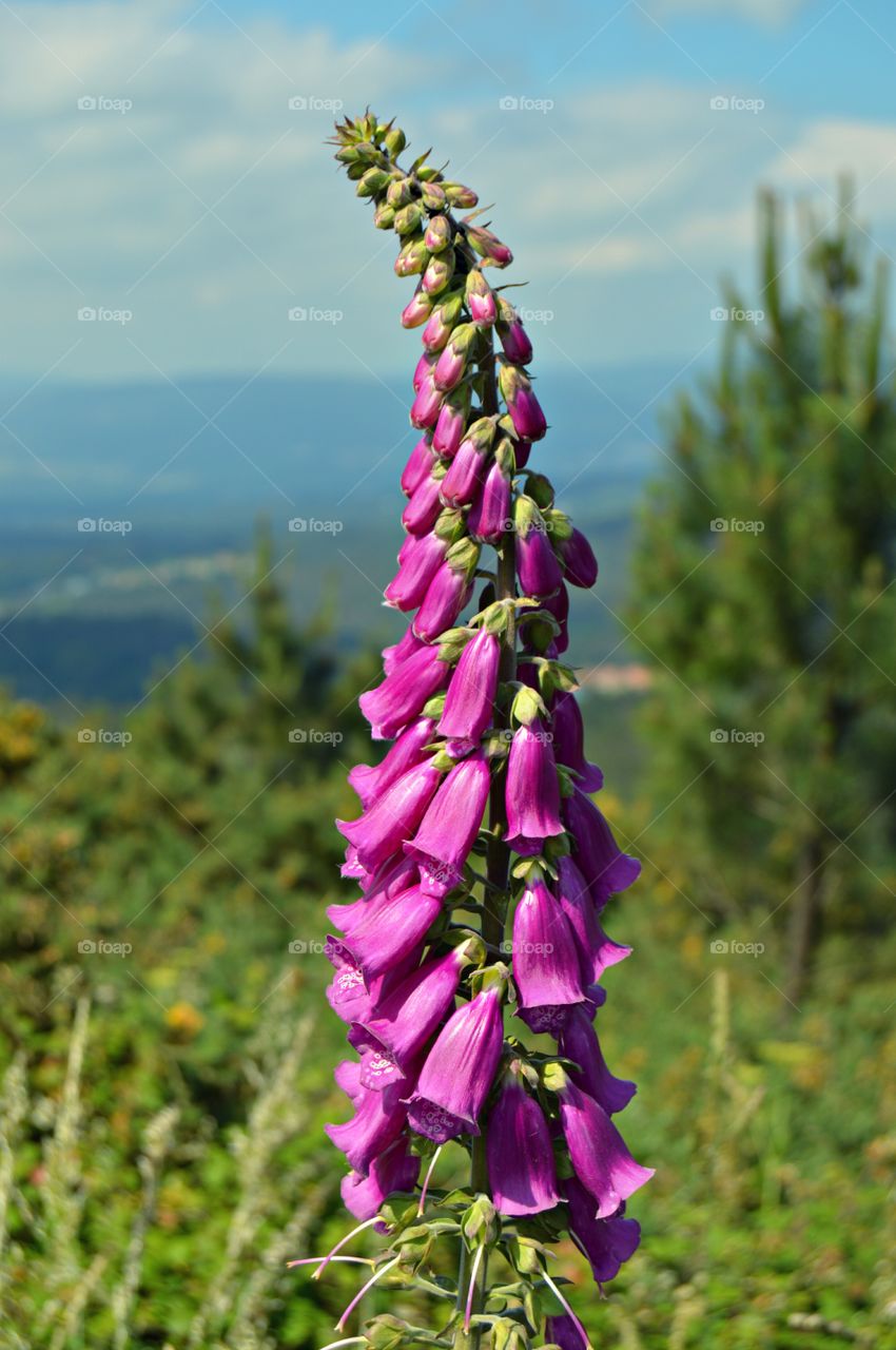 High angle view foxglove