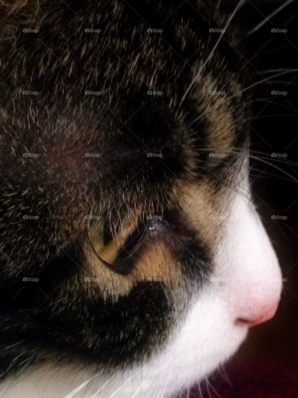 Cat lashes