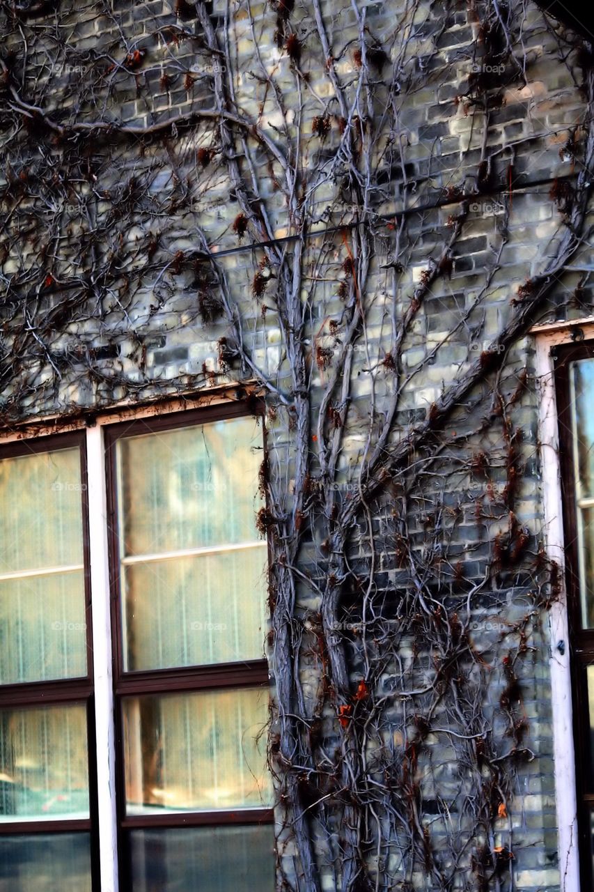 Climbing Vines. The passing of time is shown by the vines climbing through the ages.