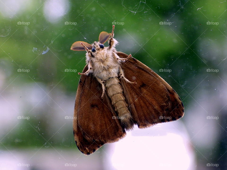 moth