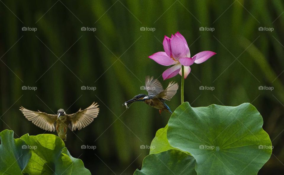 Lotus and Kingfisher, shot in Xi'an China.