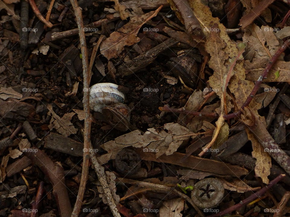 Snail among dead leaves in the forest 