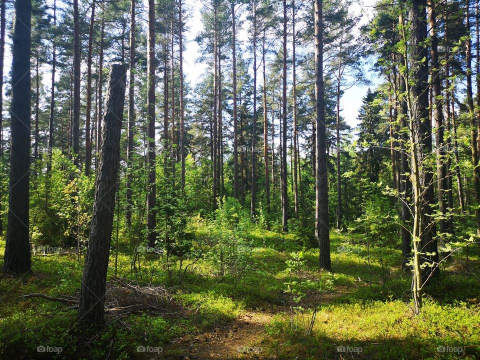 Forest area in Jönköping!
