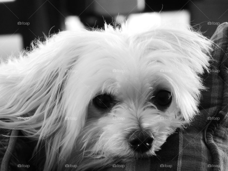 Pretty Kaylie, the Maltese.