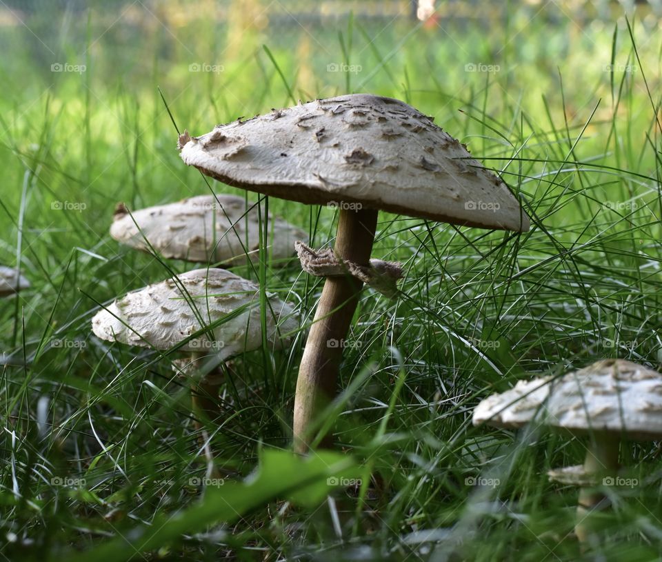 Mushrooms 🍄