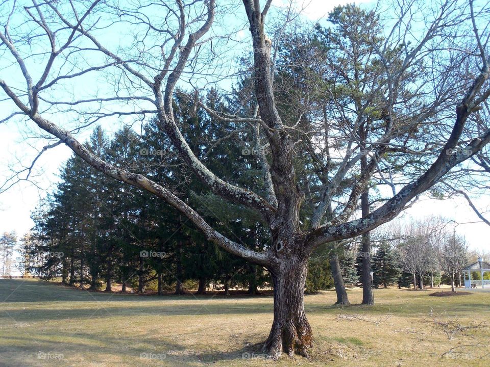 Bare strong tree branches 