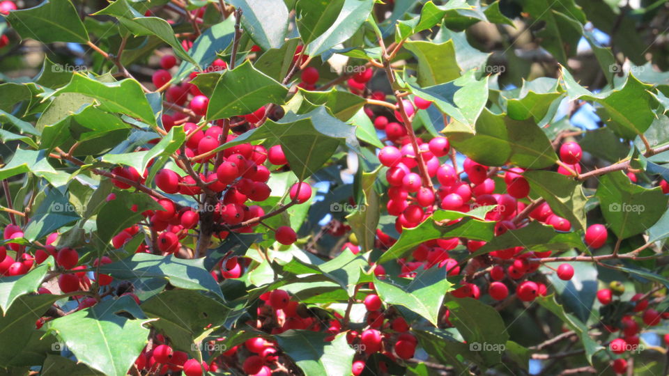 Holly tree with berries