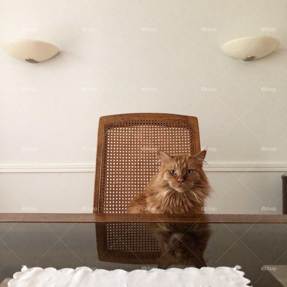 Male Mainecoon cat, orange in color, sitting at the head of a dining table. Seated on a chair with two wall sconces centering him.